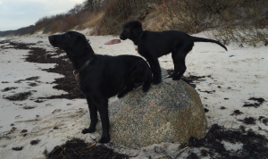Abbey og Tinga på stranden